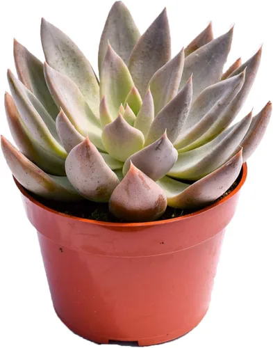 Miniatura 12 de Planta suculenta Echeveria viva – Suculenta Echeveria de 4 pulgadas totalmente arraigada (– Echeveria Borgoña Pearl)