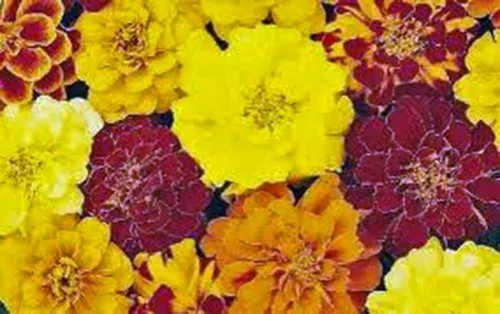 Miniatura 3 de Merigold francés más de 100 semillas, hermosa flor en varios