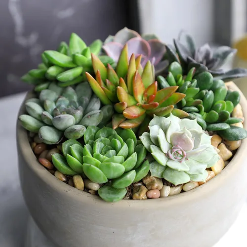Miniatura 3 de Altman Plants Suculentas vivas de lujo (paquete de 6), sin duplicados, variedades y formas surtidas, fácil cuidado de las plantas, macetas de 2