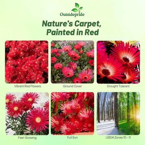 Miniatura 2 de Outsidepride Gelato - Semillas de Planta de Hielo Roja - 5000 Piezas Semillas Perennes, Tolerantes a la Sequía, Cobertura de Suelo para Plantar Rojo