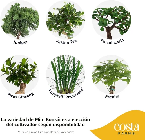 Miniatura 3 de Costa Farms - Árbol en miniatura Bonsai planta viva en maceta decorativa, fácil planta de interior, variedad surtida, Zen para el hogar, habitación