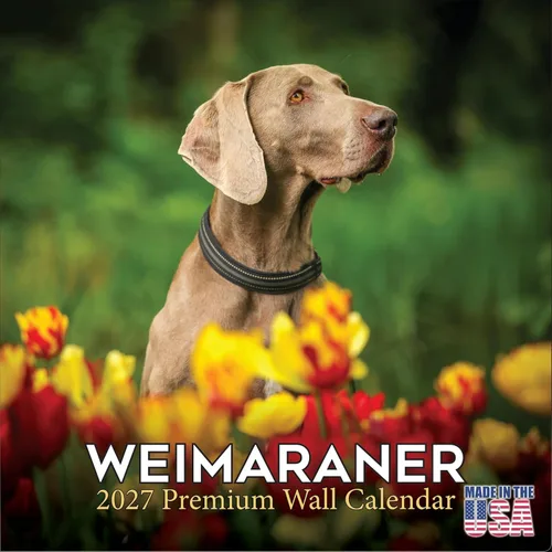 Miniatura 20 de Calendario amarillo 2025 2026 de Labrador Pups – Calendario mensual de pared de raza de perro – 12" x 24" abierto – Papel grueso anti-traspaso