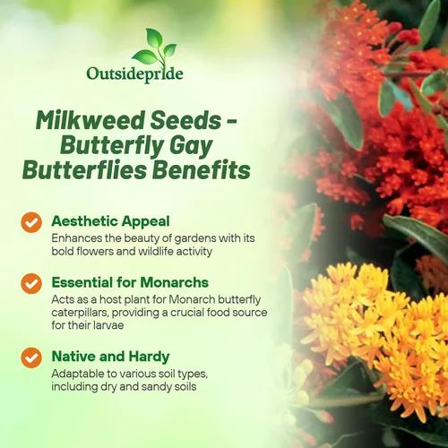 Miniatura 3 de Outsidepride Gay Butterflies - Semillas de algodoncillo de mariposa, 100 piezas perennes, tolerantes al calor y a la humedad, semillas de flores