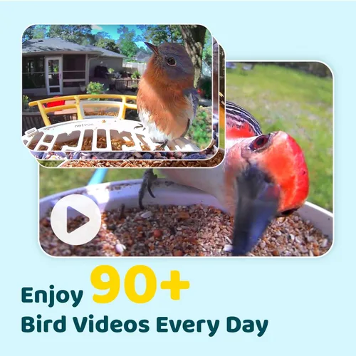 Miniatura 3 de NETVUE by Birdfy - Comedero inteligente para pájaros con cámara, cámara de observación de aves, video de captura automática y detección