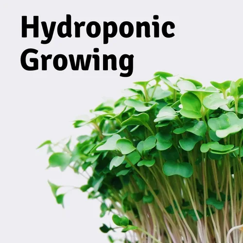 Miniatura 7 de Micro-Mat Minis - Almohadillas hidropónicas de cultivo - para producción orgánica - germinación de plantas y semillas: pasto de trigo, microverdes