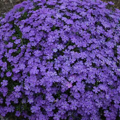 50 Crater Lake Phlox Semillas Flor Semillas Perennes Flores Mariposa Perenne Flor Jardín Semillas Flores Semillas Flor