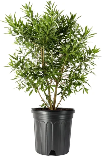 Miniatura 10 de Mirto de cera 20 plantas vivas Myrica Cerifera Arbusto de crecimiento rápido, pantalla de privacidad, follaje de hoja perenne, ornamental