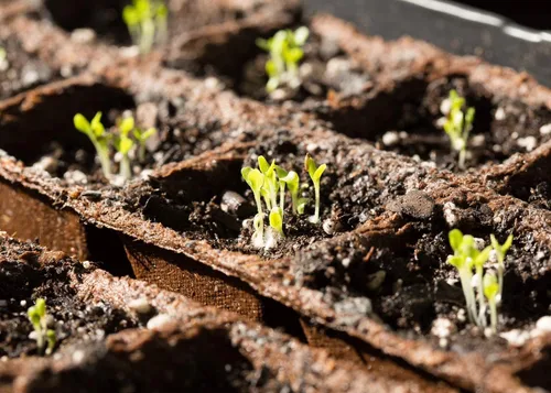 Miniatura 5 de Bentley - Paquete de 20 semillas de jardín para plantar, paquete variado de vegetales sin OMG para cultivo en interiores y exteriores