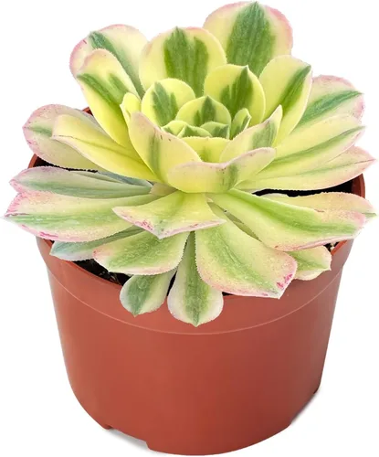 Miniatura 2 de Suculentas vivas Aeonium 'Mbach' (10 cm), plantas suculentas completamente enraizadas en macetas con tierra, planta de interior de fácil cuidado