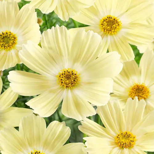 Miniatura 7 de Outsidepride Lemonade Cosmos Bipinnatus Seeds – 50 piezas anuales, fáciles de cultivar y tolerantes a la sequía, semillas de flores para plantar