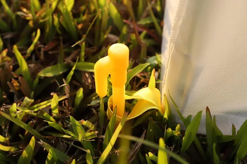 Miniatura 6 de Cubiertas para Plantas Protección Contra Congelación, Protector y Cubierta de Plantas, Tienda de Protección de Plantas, Protegiendo Plantas