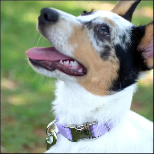 Miniatura 2 de Country Brook Petz – Collar de nailon premium con hebilla de metal para perro para razas pequeñas, medianas y grandes – 10+ colores geniales Lavanda