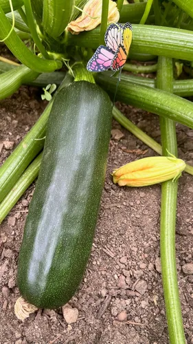 Miniatura 5 de Plant Good Seed Semillas de calabacín orgánicas Black Beauty, paquete de 20, semillas tradicionales para plantar verduras, suministros