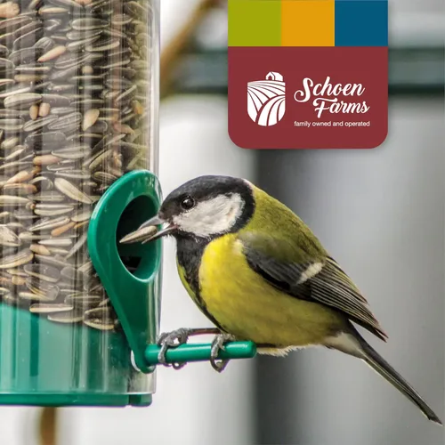 Miniatura 8 de Schoen Farms Semillas de girasol a rayas – Alimento para pájaros – Bolsa de 3 libras – Limpio, Semilla de pájaro para pinzones, arrendajos