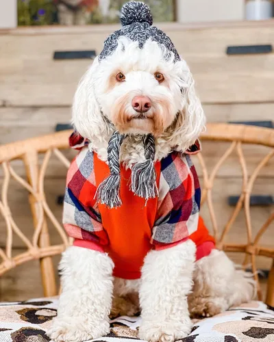 Miniatura 4 de Fitwarm - Chaleco de algodón para perros y gatos, diseño a cuadros con capucha (naranja, XS)