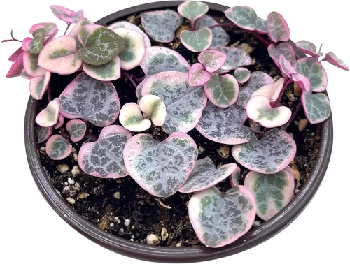 Miniatura 5 de Planta suculenta viva de 4 pulgadas con cuerda de corazones variegada, plantas suculentas vivas, plantas suculentas enraizadas, planta colgante