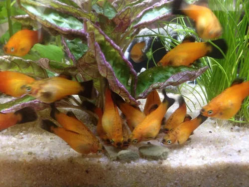 Miniatura 5 de Obleas de espirulina, algas y verduras de 0.472 in - 1/2 pulgada pequeña oblea de hundimiento para camarones, caracoles, cangrejos, cangrejos