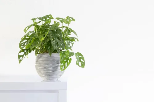 Miniatura 3 de Shop Succulents - Planta colgante Monstera Adansonii, planta de interior viva, planta colgante de queso suizo de fácil cuidado para el hogar