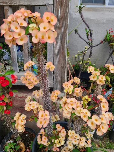 Miniatura 4 de 1 Euphorbia milii, Corte de la Corona de Espinas, Flor Grande