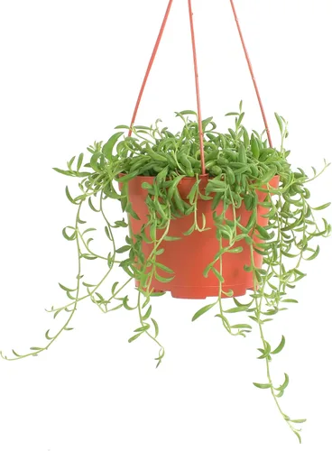 Miniatura 4 de Shop Succulents Cadena de plátanos colgantes suculentas, planta suculenta viva de 6 pulgadas con colgador, planta de interior de bajo mantenimiento
