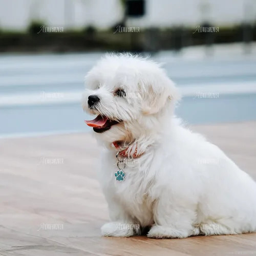 Miniatura 5 de AUEAR, Dijes con estampado de pata de perro y gato de animales, cuentas de cristal, botón a presión de huella de purpurina para collar y pulsera