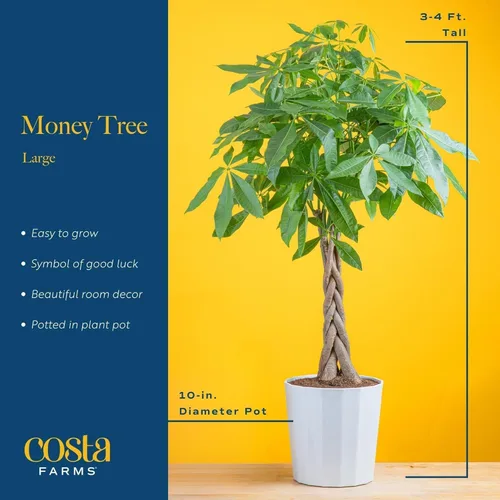 Miniatura 4 de Costa Farms Plantas de árbol de dinero vivo (paquete de 2), planta de interior grande de 3 a 4 pies de alto con tronco trenzado, plantas