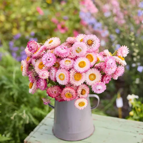 Miniatura 2 de Eden Brothers Semillas de fresa - Rosa brillante
