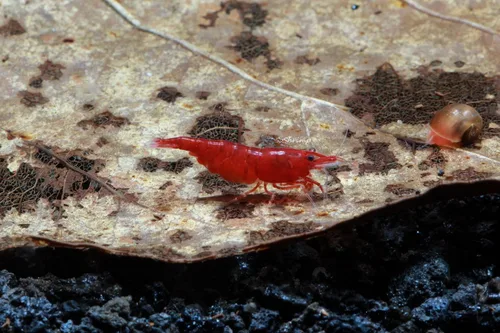 Miniatura 2 de Camarones vivos de acuario de agua dulce - Neocaridina (Bloody Mary, 5 unidades)