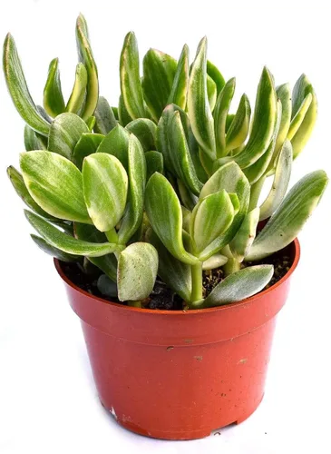 Miniatura 6 de Planta suculenta crassula viva - Suculenta crassula de 4 pulgadas totalmente arraigada (Crassula Gollum)