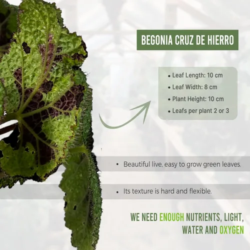 Miniatura 3 de LEAL PLANTS ECUADOR Begonia Cruz de Hierro, paquete de 2 unidades, Begonia de hojas pintadas para decoración, impresionante planta de follaje