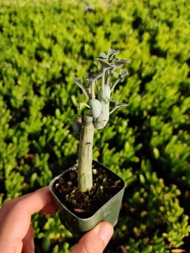 Miniatura 12 de Plantas de cactus suculentas vivas de USKC (pata de oso de cotiledón tomentosa de 2 pulgadas)