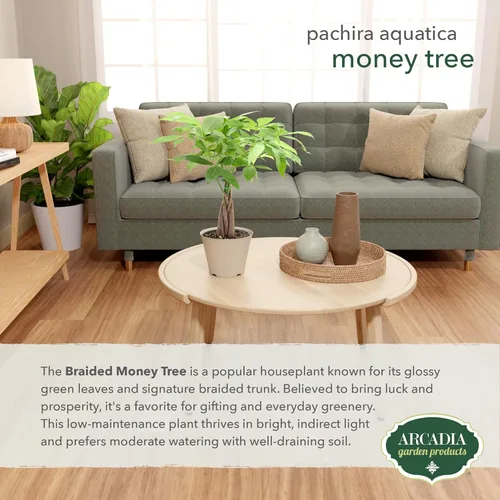 Miniatura 4 de LV64 Árbol del dinero trenzado vivo Pachira Aquatica Planta de interior en maceta de plástico de la marca Arcadia Garden Product's, regalo