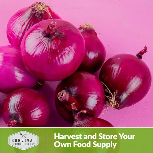 Miniatura 5 de Survival Garden Seeds Semillas de cebolla roja rubí para plantar, 1 paquete con instrucciones para cultivar cebollas en rodajas de un día largo