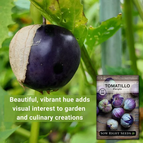Miniatura 3 de Sow Right Seeds - Semillas de tomatillo morado para plantar - Paquete de reliquia sin OMG con instrucciones para plantar un huerto en el hogar al