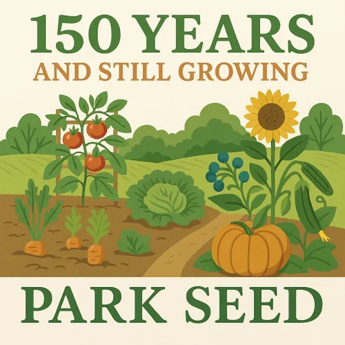 Miniatura 2 de Park Seed Variedad de semillas de tomate, plantación de verduras, fácil de cultivar, sin OMG, perfectas para cosechar, híbrido Celebrity Plus