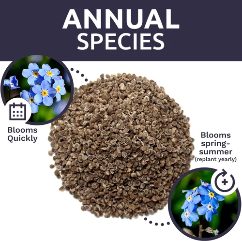 Miniatura 8 de Chinese Forget Me Not Wildflower Seeds - Paquete a granel de 1 onza - Más de 5,500 semillas polinizadas abiertas - Blue Cynoglossum amabile