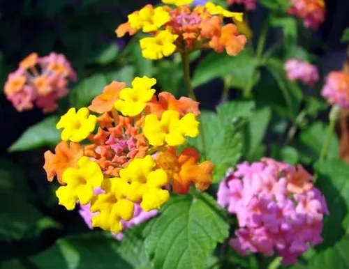 3 flores de cámara Miss Huff Lantana resistentes al frío, macetas de 3.5 pulgadas