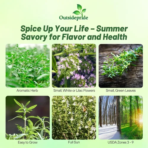 Miniatura 2 de Outsidepride Summer Savory Seeds - Semillas anuales de hierbas culinarias para plantar con hojas aromáticas, tolerantes a la sequía y compactas