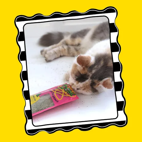 Miniatura 3 de Petmate Hierba gatera orgánica - Hoots Zoom Around the Room Catnip - Cultivada y cosechada en Estados Unidos bolsa de 0.5 onzas