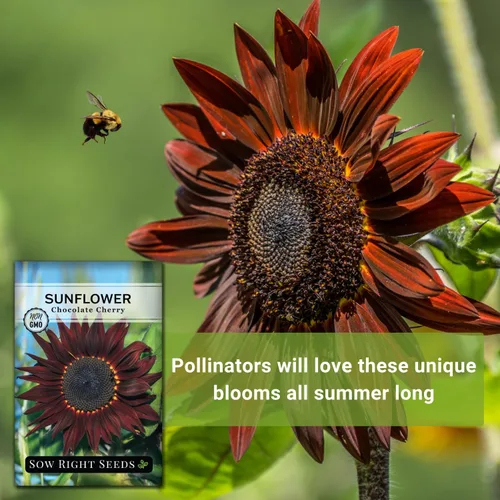 Miniatura 5 de Sow Right Seeds - Semillas de girasol de cereza y chocolate para plantar - Paquete de reliquia sin OMG con instrucciones para cultivar - Hermosa