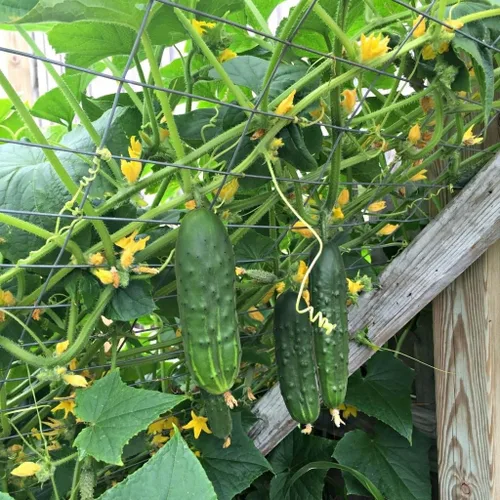 Miniatura 4 de Pepino Pepino Semillas Tipo Arbusto para Decapado Vegetal para Plantar Semillas No GMO 40