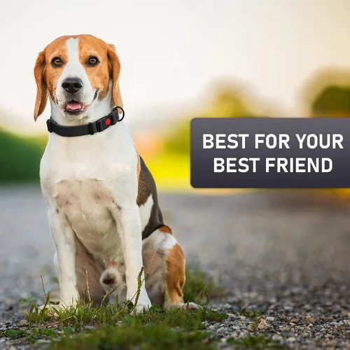 Miniatura 8 de Collar de perro ajustable con código QR identificación adjunta, fabricado en Estados Unidos, collar de perro resistente al agua con hebilla de Negro
