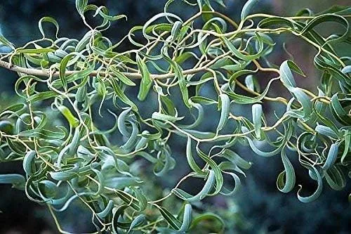 Miniatura 2 de Rare Golden Curls Willow Tree Cutting - Planta de árbol vivo - Excelente espécimen de bonsái - Un corte de árbol de garra de dragón dorado - Sauce