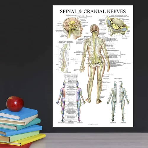 Miniatura 5 de Palace Learning Gráfico anatómico de nervios espinales - Póster de anatomía del sistema nervioso craneal y columna vertebral (con dermatomas)
