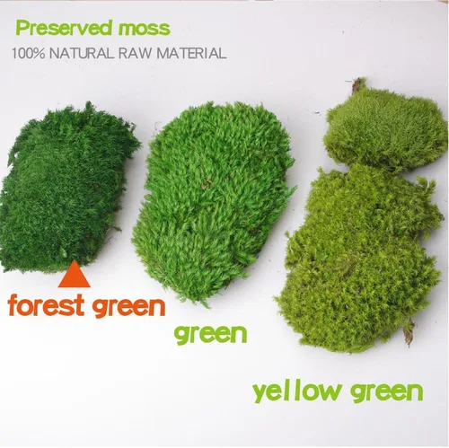 Miniatura 3 de Musgo preservado de 2 pies cuadrados para decoración de pared, decoración de mesa para bricolaje, cuenco de musgo, almohada de musgo, verde natural