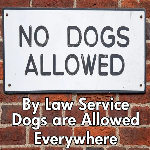 Miniatura 6 de Tarjetas de perro de servicio, 50 tarjetas para explicar tus derechos legales a llevar un perro de servicio en cualquier espacio. Conozca sus