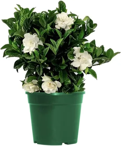 American Plant Exchange Gardenia Bush ‘Mini Veitchii’ – Planta viva de 15 cm para interiores con flores, planta de casa fragante para el hogar u