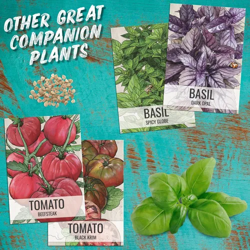 Miniatura 8 de Seed Needs Semillas de albahaca para plantar hierbas italianas de hojas grandes, reliquia sin OMG y sin tratar, cultiva un jardín de hierbas