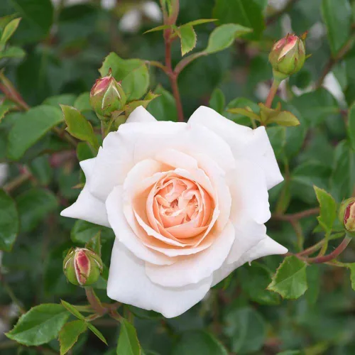 Miniatura 3 de Own-Root - Rosa leyenda inglesa de un galón Penny Lane™ de Heirloom Roses