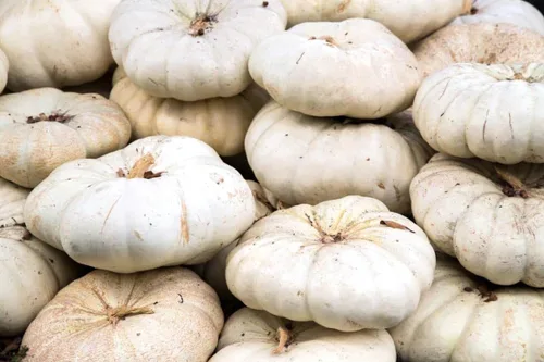 Miniatura 7 de TomorrowSeeds - Semillas de calabaza boer blancas planas - Paquete de más de 10 unidades - Apilables Cenicienta acanaladas de jabalí de otoño Casper